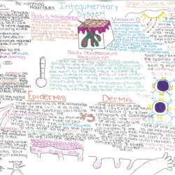 Concept map of integumentary system