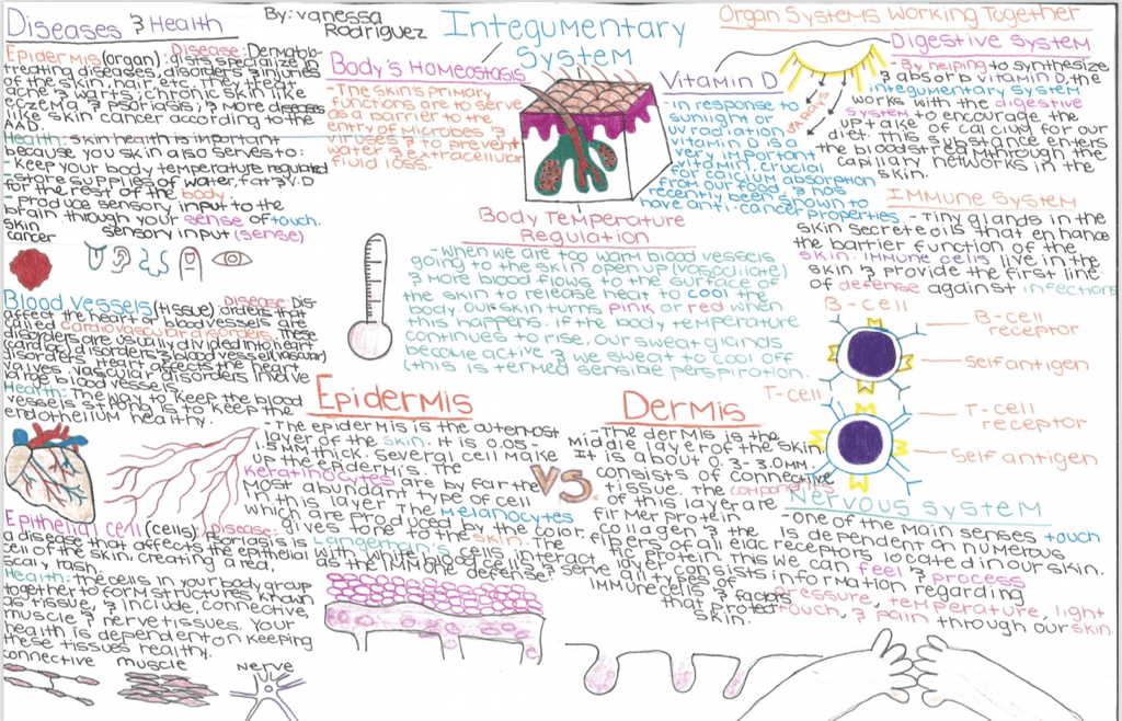 Concept map of integumentary system