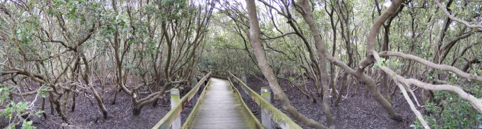 Crossing the swamp by mary oliver