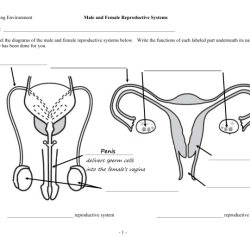 The female reproductive system worksheet answers