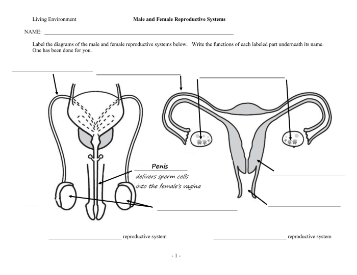 The female reproductive system worksheet answers