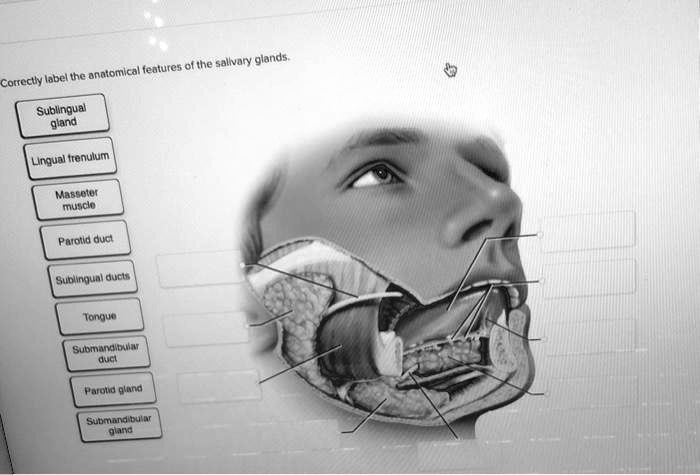 Correctly label the anatomical features of the salivary glands