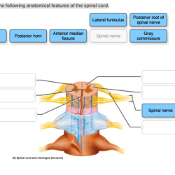 Correctly label the anatomical features of the salivary glands