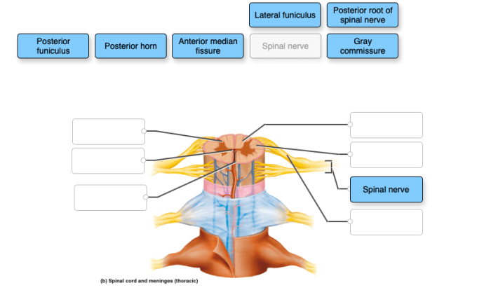 Correctly label the anatomical features of the salivary glands