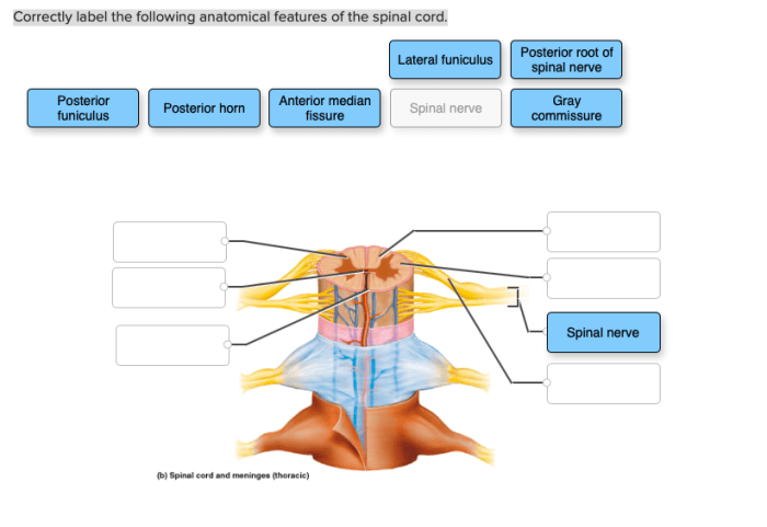 Correctly label the anatomical features of the salivary glands