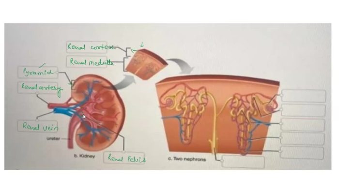 Glands salivary humanbodyhelp